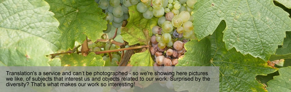 Legal Translation Company